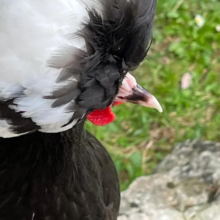 Les Bruyeres Dhotes Et