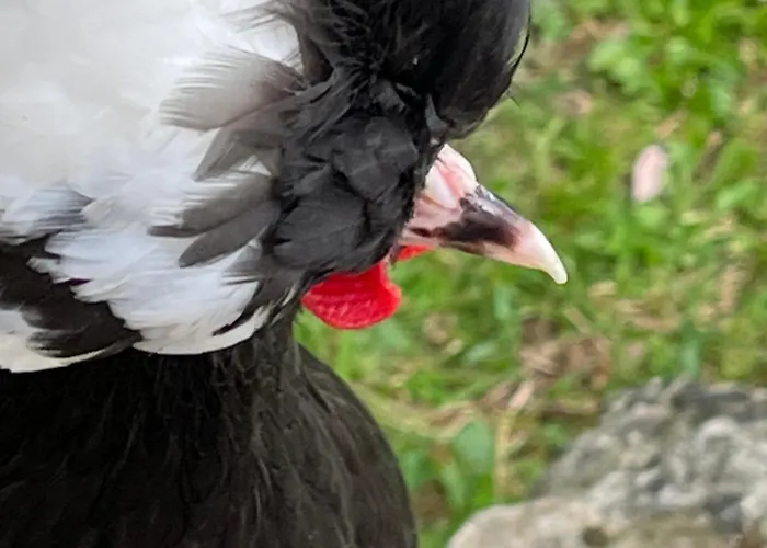 Les Bruyeres Dhotes Et